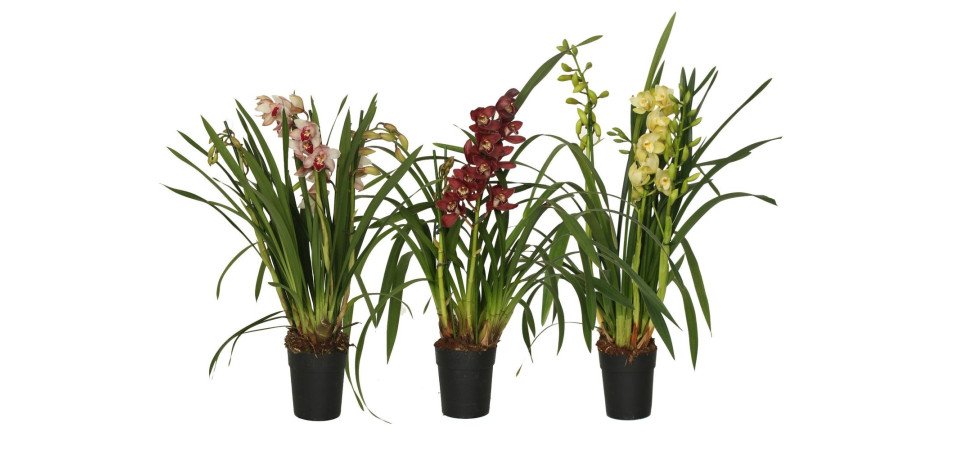 orchidee